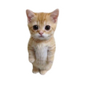 ستيكر فينيل Cats 3 من T33