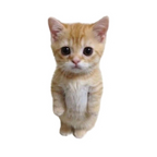 ستيكر فينيل Cats 3 من T33