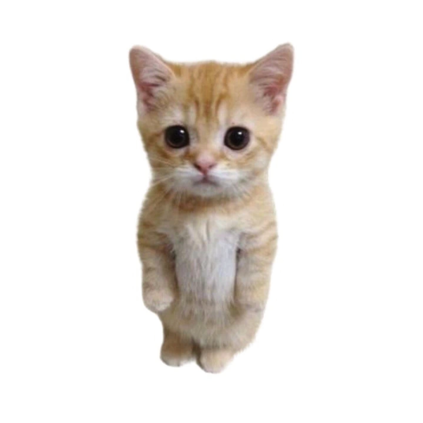 ستيكر فينيل Cats 3 من T33