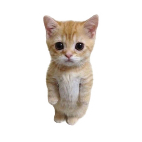 ستيكر فينيل Cats 3 من T33